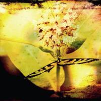 Profile picture for josef sumner