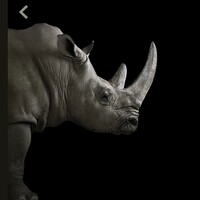 Profile picture for Zenza Rino