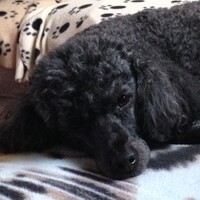 Profile picture for Cydnie Molloy