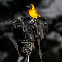 Profile picture for Pete Mayes