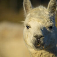 Profile picture for Patricia Lamoreaux