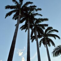 Profile picture for otoniel gonzalez