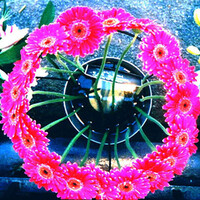 Profile picture for Paola De Giovanni