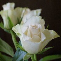 Profile picture for Debra Hutt
