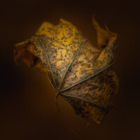 Profile picture for Paul Barson