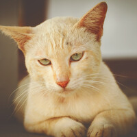 Profile picture for tommy conlin