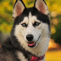 Profile picture for Jeff Morrow-Lucas