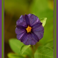 Profile picture for Pamela Engilis