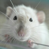 Profile picture for Lucas von Gabain