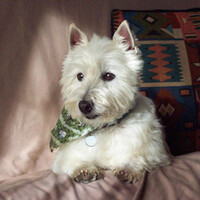 Profile picture for Bart Hovis