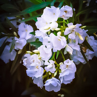 Profile picture for JJ Photography