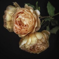 Profile picture for Tetyana Erhart