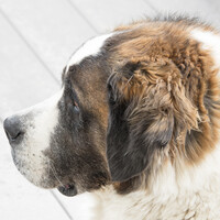 Profile picture for Brian Allan