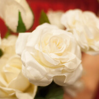 Profile picture for Rebecca Loa