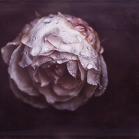 Profile picture for marina de wit