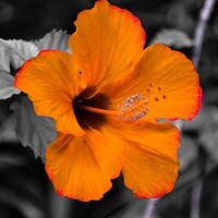 Profile picture for Nicholas Herron