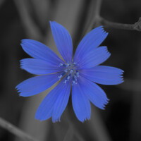 Profile picture for irisphoto collection