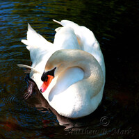 Profile picture for Matthew B. Marks