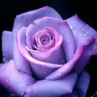 Profile picture for Ann Blake