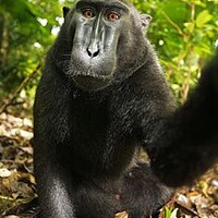 Profile picture for Naruto The Macaque