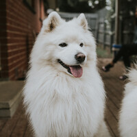 Profile picture for Silas Chau