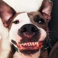 Profile picture for Joe Birkman