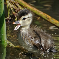 Profile picture for ANDREW Todd