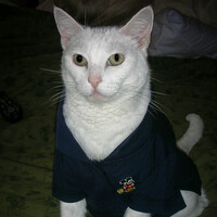 Profile picture for Joseph Polito