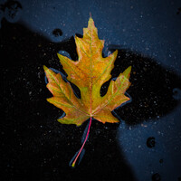 Profile picture for mark wilson