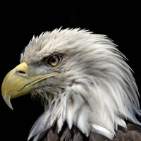Profile picture for William Donnelly