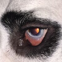 Profile picture for T Rossi