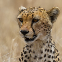 Profile picture for Patrick Dumas