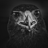 Profile picture for Mauritz Janeke