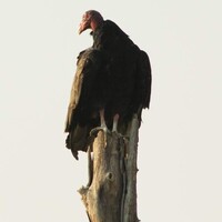 Profile picture for charles adams