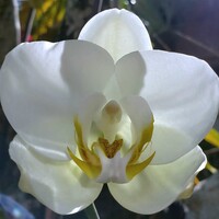 Profile picture for Madeleine Lomont