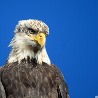 Profile picture for Gaff Multimedia