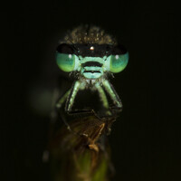 Profile picture for Paul Flynn