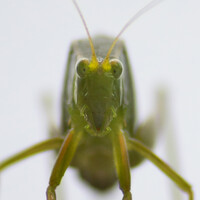 Profile picture for Sam Stadlen
