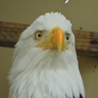 Profile picture for Retired Peasant