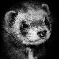 Profile picture for Robert Krajewski