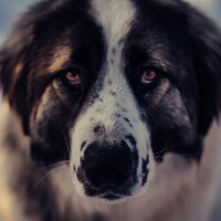 Profile picture for Catalina Ioan