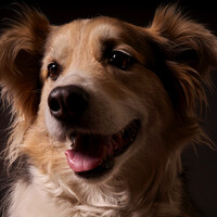 Profile picture for Leon Taylor