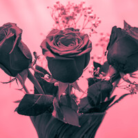 Profile picture for Cheryl Bannon
