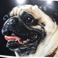 Profile picture for Dave Thomas