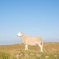 Profile picture for Simon Coggins