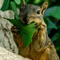 Profile picture for Laurence Bernstein