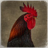 Profile picture for alex grissom