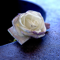 Profile picture for Dee Monroe
