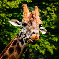 Profile picture for Mambo Vero