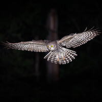 Profile picture for Stephen Aveling-Rowe